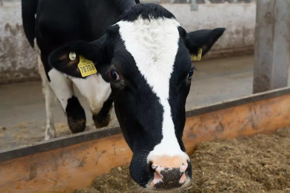 Branchen,  Landtechnik,  Animal,  Cattle,  Cow,  Dairy Cow,  Livestock,  Mammal
