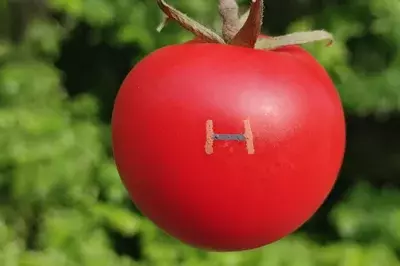 Biologisch abbaubarer Magnetfeldsensor auf Tomaten – Beispiel für eine nachhaltige Bioelektronik.