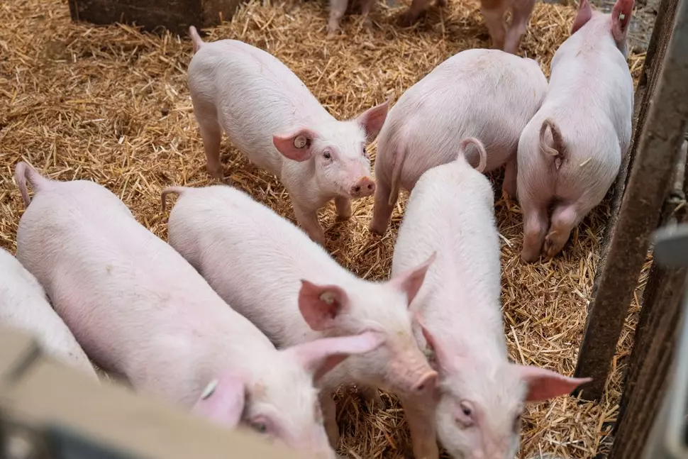 Schweine in artgerechter Haltung