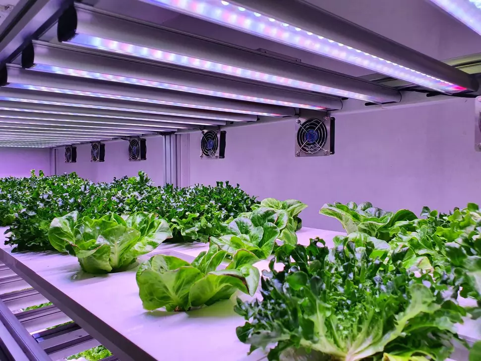 Indoor Farming: Salat wächst unter kontrollierten Bedingungen in Regalen