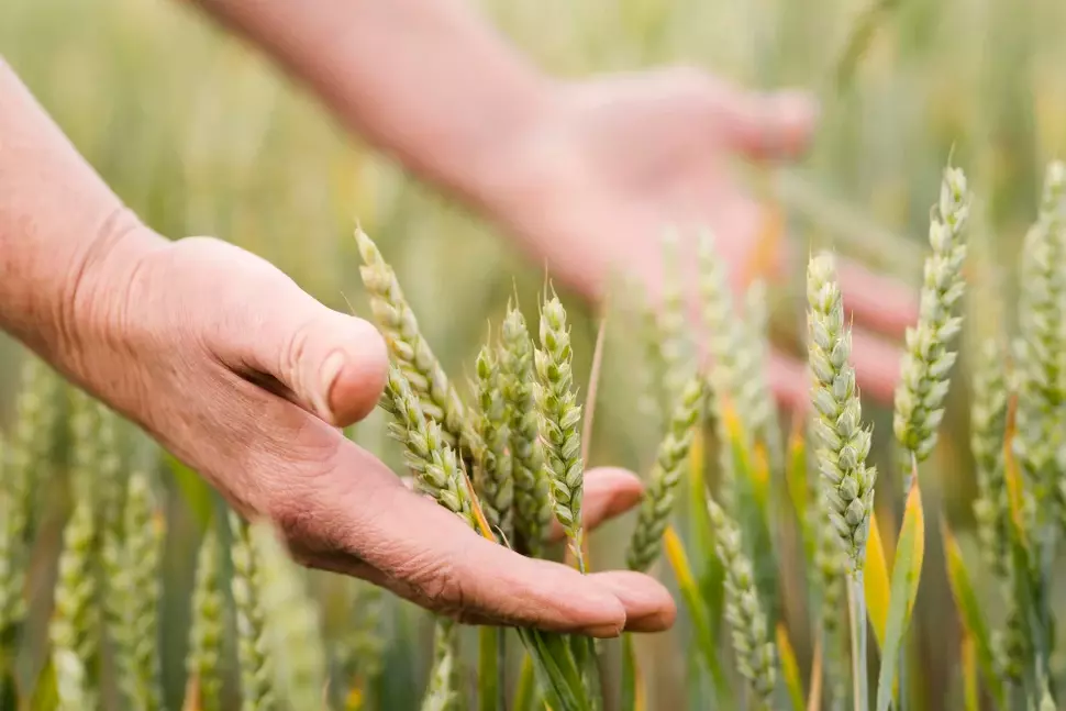 Platzhalterbild Land- und Ernährungswirtschaft