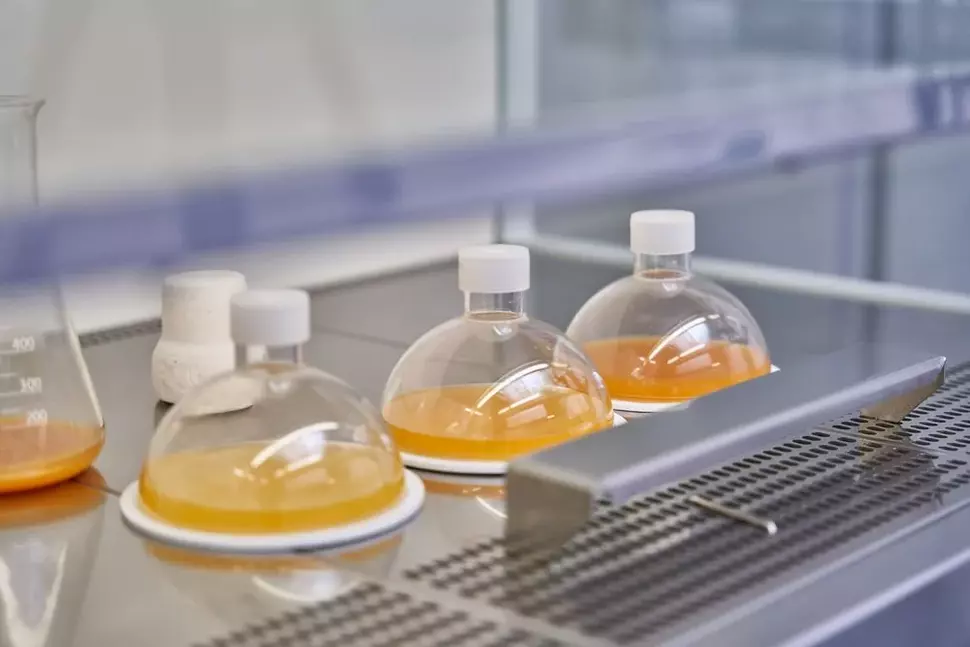 Algenkulturen im Labor des Innovationsraumes NewFoodSystems